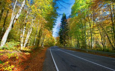 yol ve ormanında sonbahar 