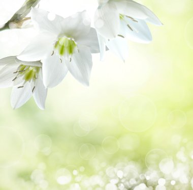 spring background  clipart