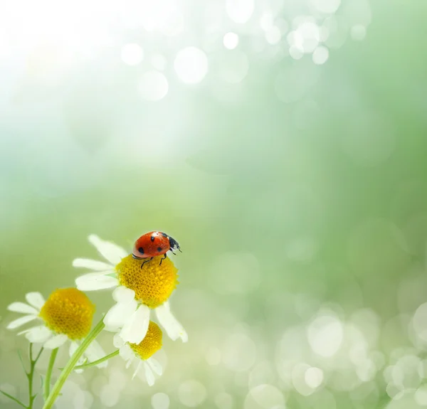 Daisies field and ladybug — Stock Photo, Image