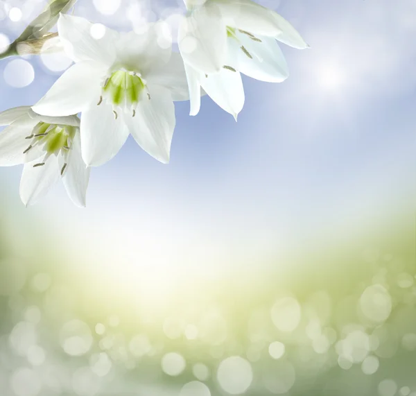 Spring background — Stock Photo, Image