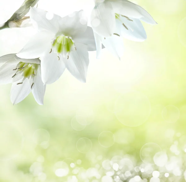 Easter lily background Stock Photos, Royalty Free Easter lily background  Images | Depositphotos
