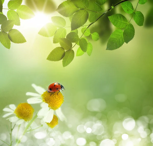 Daisies field and ladybug — Stock Photo, Image