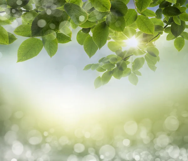 Fondo de primavera —  Fotos de Stock