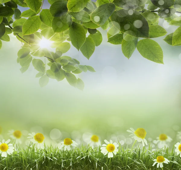 Naturlig grön bakgrund. design — Stockfoto