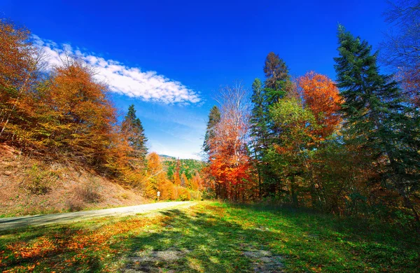 Frumoasă pădure de toamnă — Fotografie, imagine de stoc