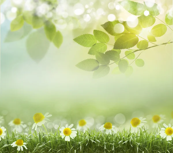 Spring background with daisies. Boke — Stock Photo, Image