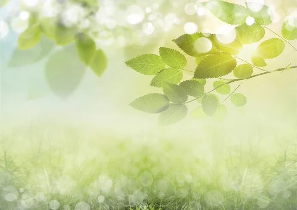 Grüner, sonniger natürlicher Hintergrund — Stockfoto