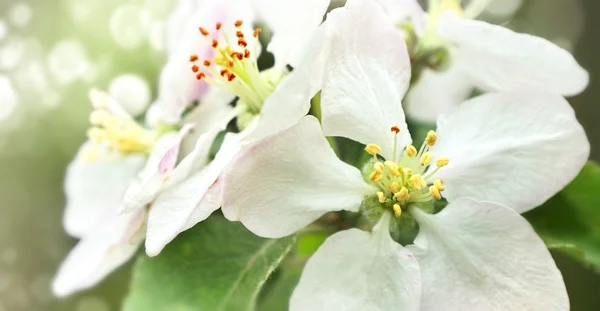 Větev jabloně kvetou na jaře — Stock fotografie