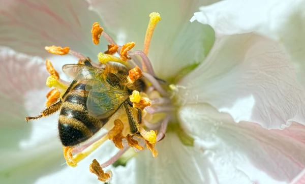 Včela sbírat pyl z květů — Stock fotografie