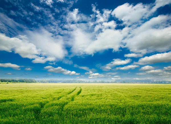 Grüne Wiese und blauer Himmel — Stockfoto