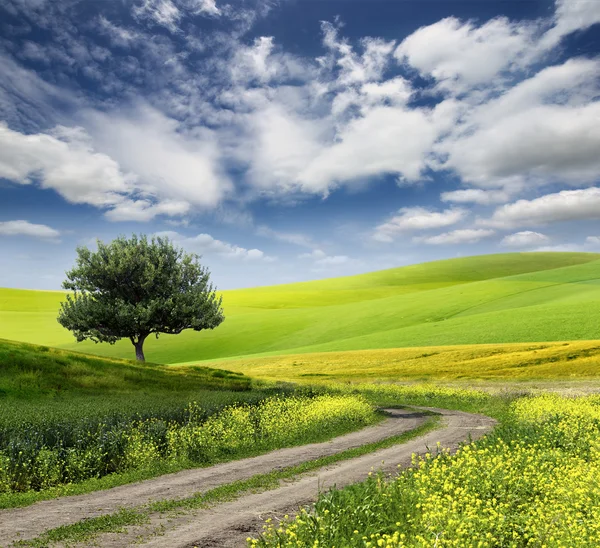 Field,tree and blue sky — Stock Photo, Image