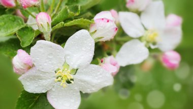 çiçek açması elma.