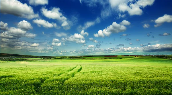 Campo verde y cielo azul — Foto de Stock