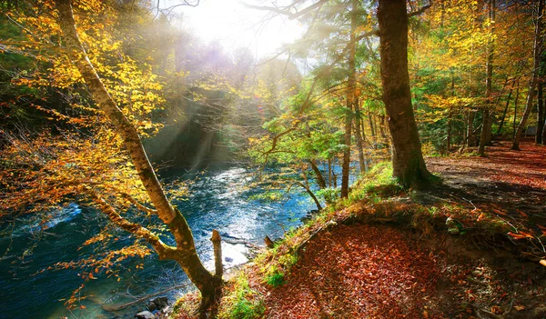 Bos 2 van de herfst — Stockfoto