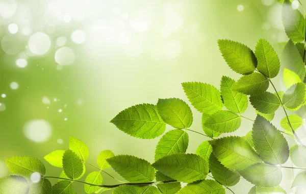 Green leaves with natural background — Stock Photo, Image