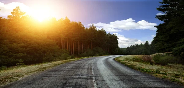 bir çam ormanının içinde road .