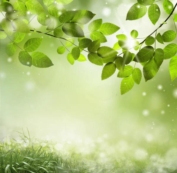 Natural green background with selective focus — Stock Photo, Image