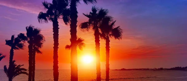 Palm tree silhouette on paradise sunset on the beach — Stock Photo, Image