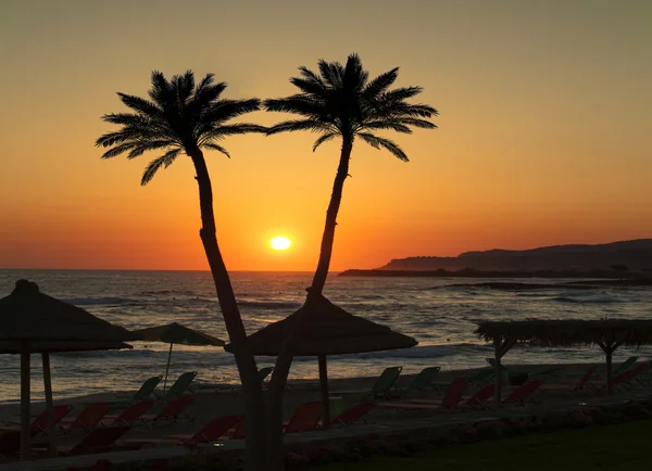 Palma con puesta de sol — Foto de Stock