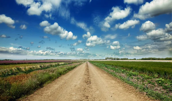 Road in field — Stock Photo, Image