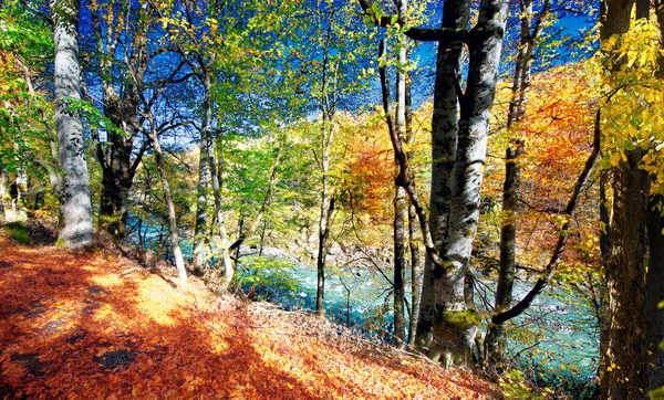 Beautiful autumn forest .. — Stock Photo, Image