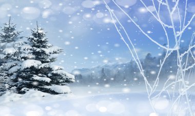 Noel ağaçları kar