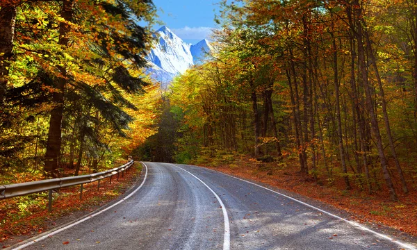 Herfst verharde weg in het bos — Stockfoto