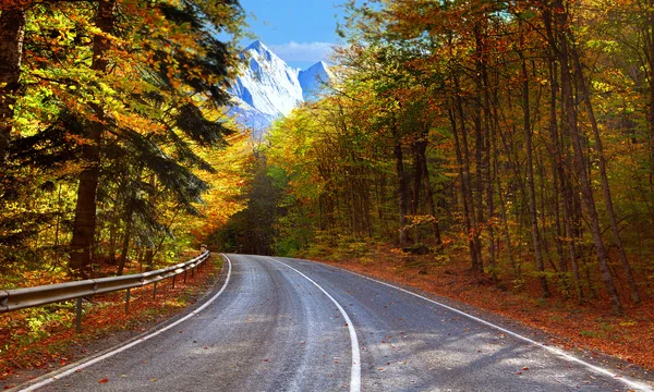 Outono estrada pavimentada na floresta — Fotografia de Stock