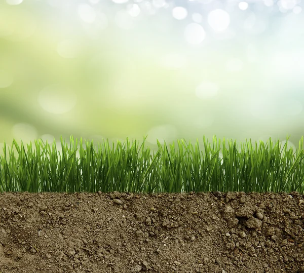 Зеленая трава в грязи — стоковое фото