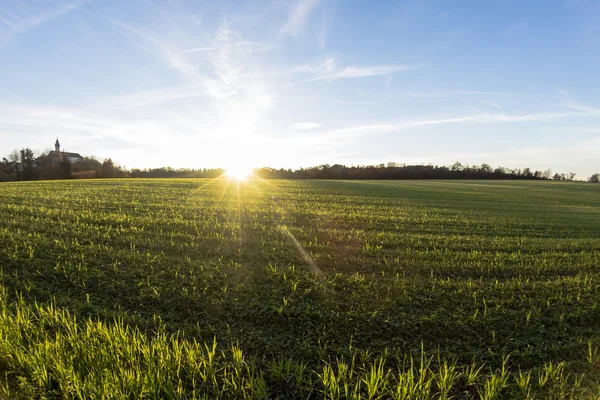 Поле трави на заході сонця — стокове фото