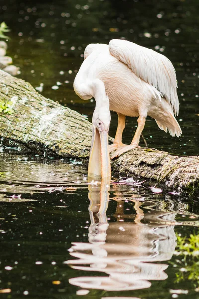 Portrait Pélican Dos Rose Pelecanus Rufescens — Photo