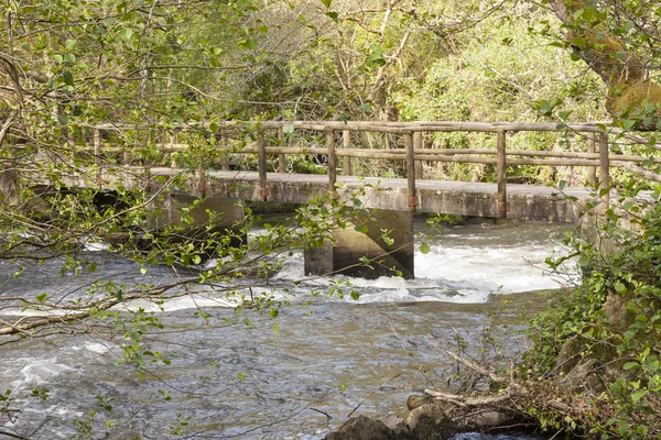 Rivière de montagne — Photo