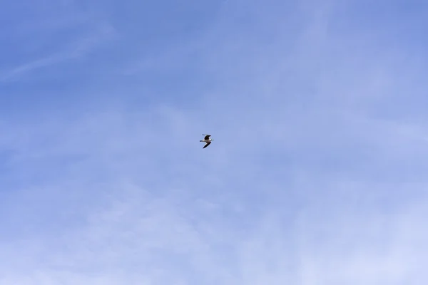 Martılar uçuyor — Stok fotoğraf