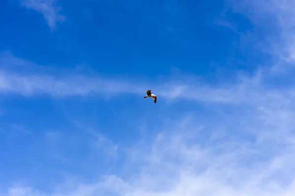 Måsen flyger — Stockfoto