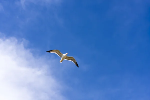 Möwenflug — Stockfoto