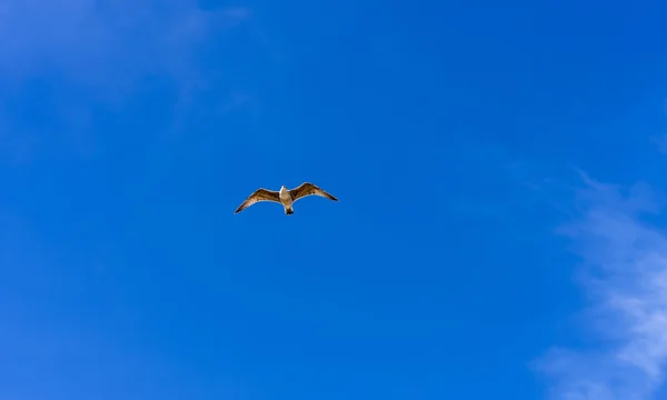 Uçan martı — Stok fotoğraf