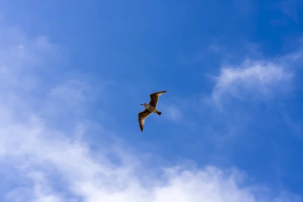 カモメの飛行 — ストック写真