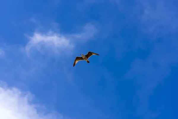 Pescărușul zboară — Fotografie, imagine de stoc