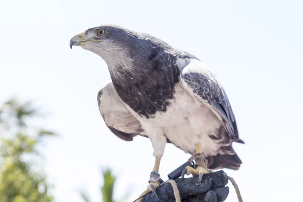 Falconry — Stock Photo, Image