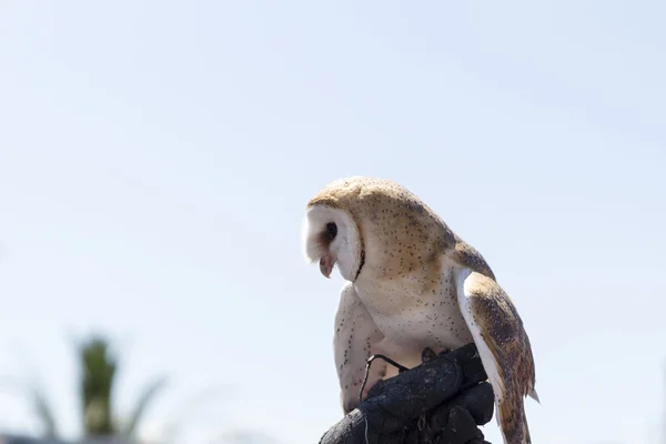 Screech ow — Stock Photo, Image