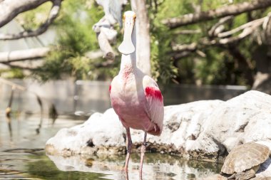 gül kaşık gagası 