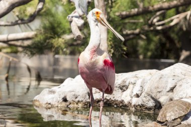 gül kaşık gagası 