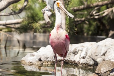 gül kaşık gagası 