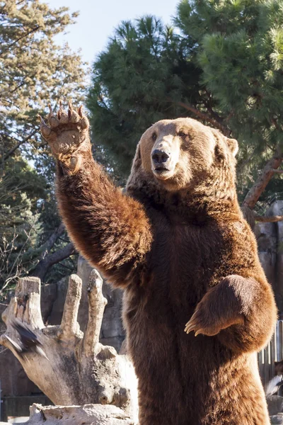 Brown Bear — Stock Photo, Image