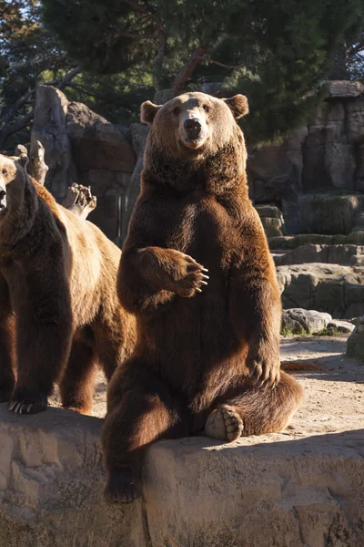 Oso marrón Imágenes de stock libres de derechos