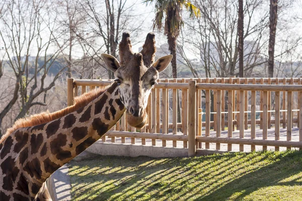 Giraffe — Stock Photo, Image