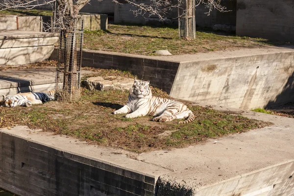 Tigre de Bengala Branco — Fotografia de Stock