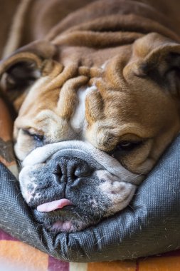 Bulldog.
