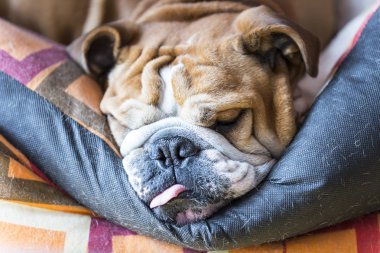 Bulldog.