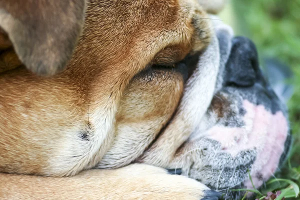 Bulldog — Stock Photo, Image